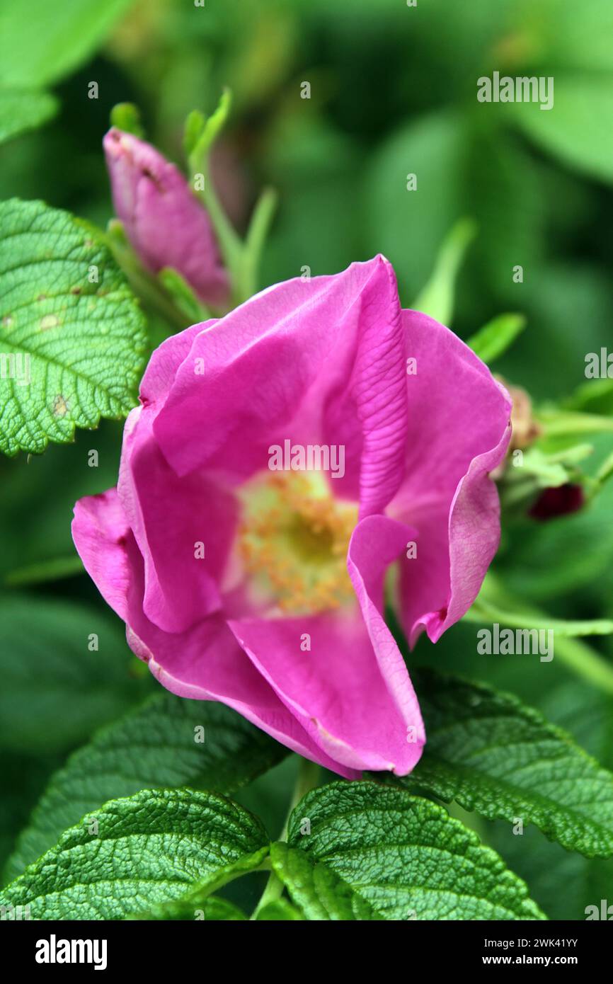 Strandrose Stockfoto