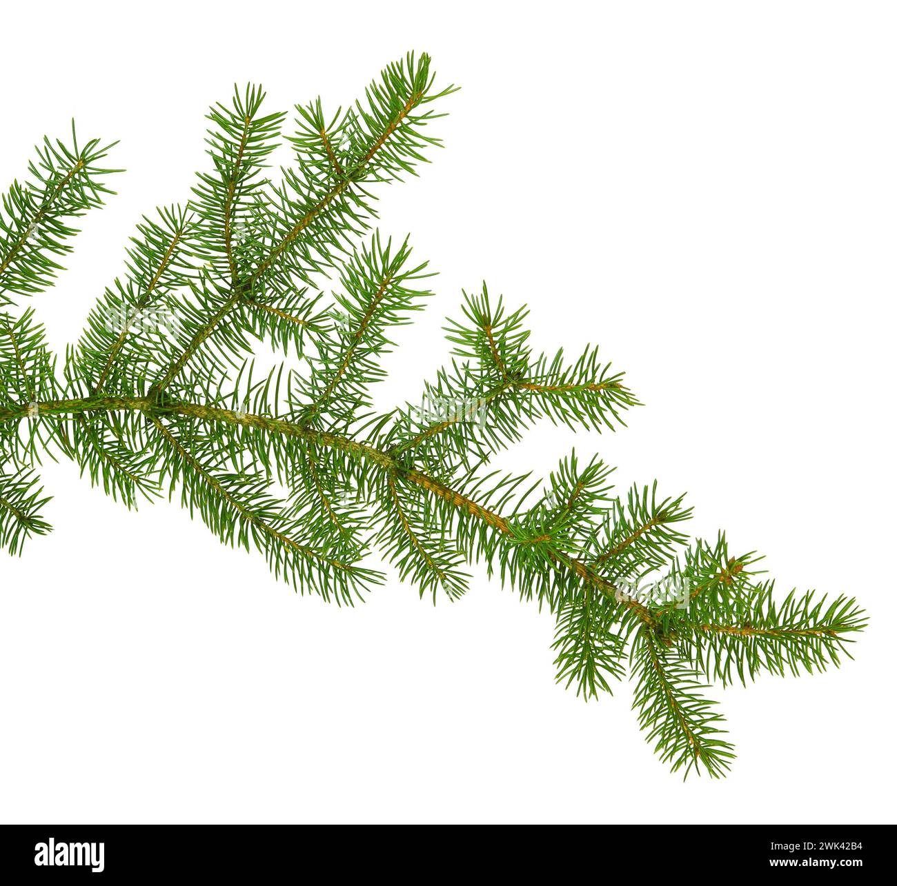 Tannen-, Tannen-, Kiefer- oder Weihnachtsbaumzweige. Nadelzweige isoliert auf weißem Hintergrund. Neujahrsgrußkarte, Bannerdesign-Element. Dekora Stockfoto