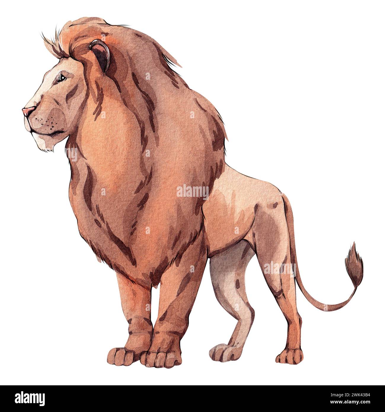 Löwenaquarell-Illustration isoliert auf weißem Hintergrund. Savannah-Tiere. Afrikanische Tiere. JPG-Format. Hohe Auflösung Stockfoto