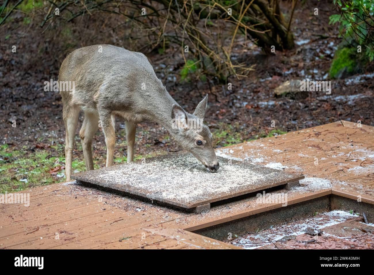Issaquah, Washington, USA. Schwarzschwanzhirsche kommen, um Vogelsamen von einer Plattform zu essen Stockfoto