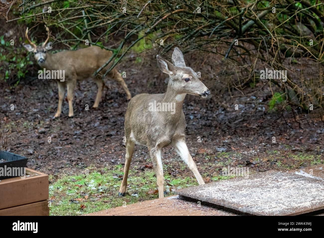 Issaquah, Washington, USA. Schwarzschwanz-Rehkitz kommt, um Vogelsamen von einem Deck zu essen, mit einem Bock im Hintergrund Stockfoto