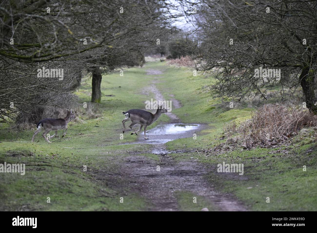 Doe Brach Deer (Dama Dama) mit Fawn, der im Februar in einer Waldlichtung von links nach rechts über einen Pfad läuft Stockfoto