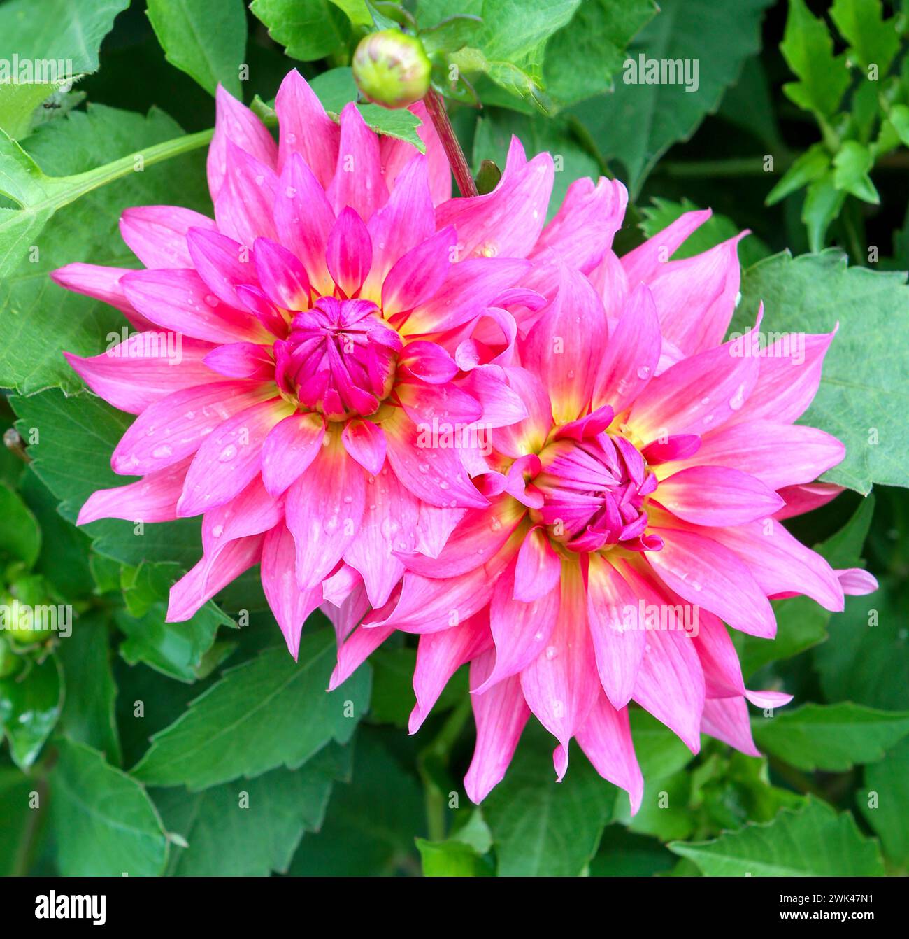 Dahlienblume rosa. Dahlienblumen aus nächster Nähe. Stockfoto