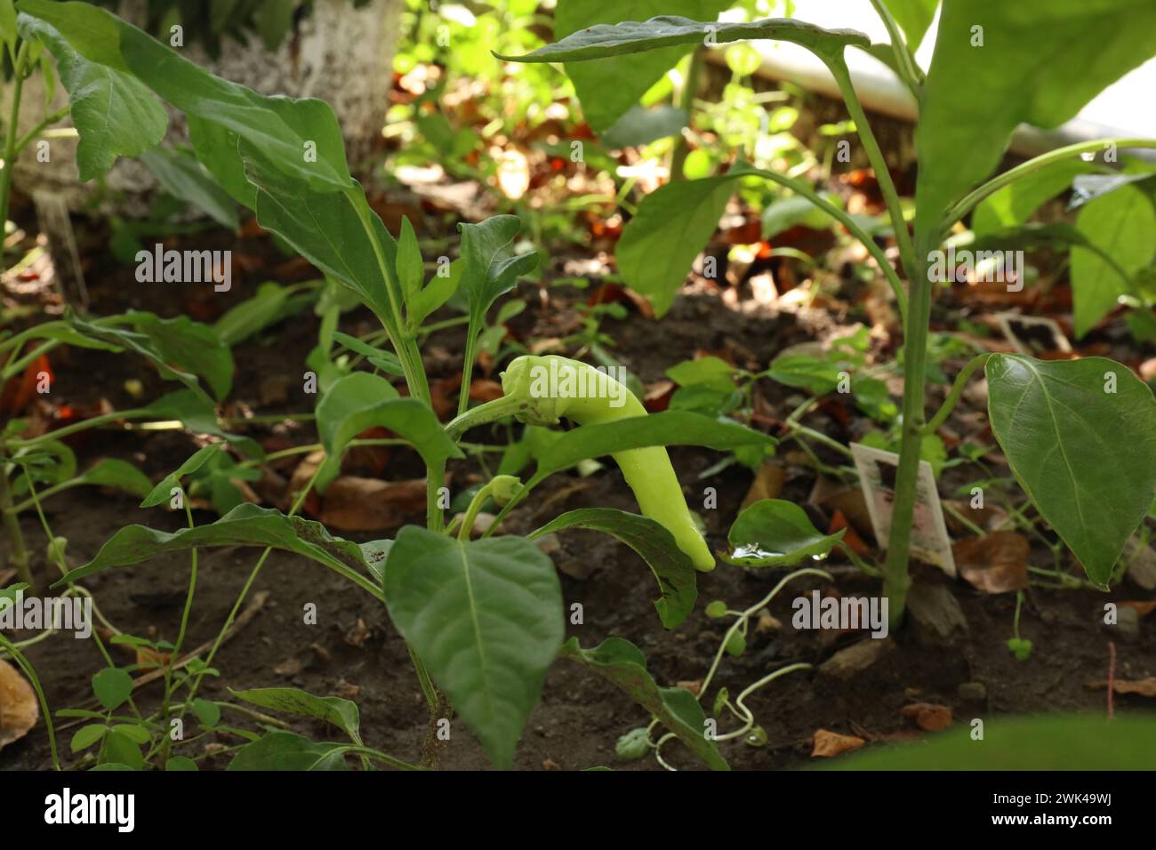 Nahaufnahme eines kleinen heißen Bananenpfeffers, der im Sommer in Trevor, Wisconsin, USA, in einem kleinen Garten wächst Stockfoto