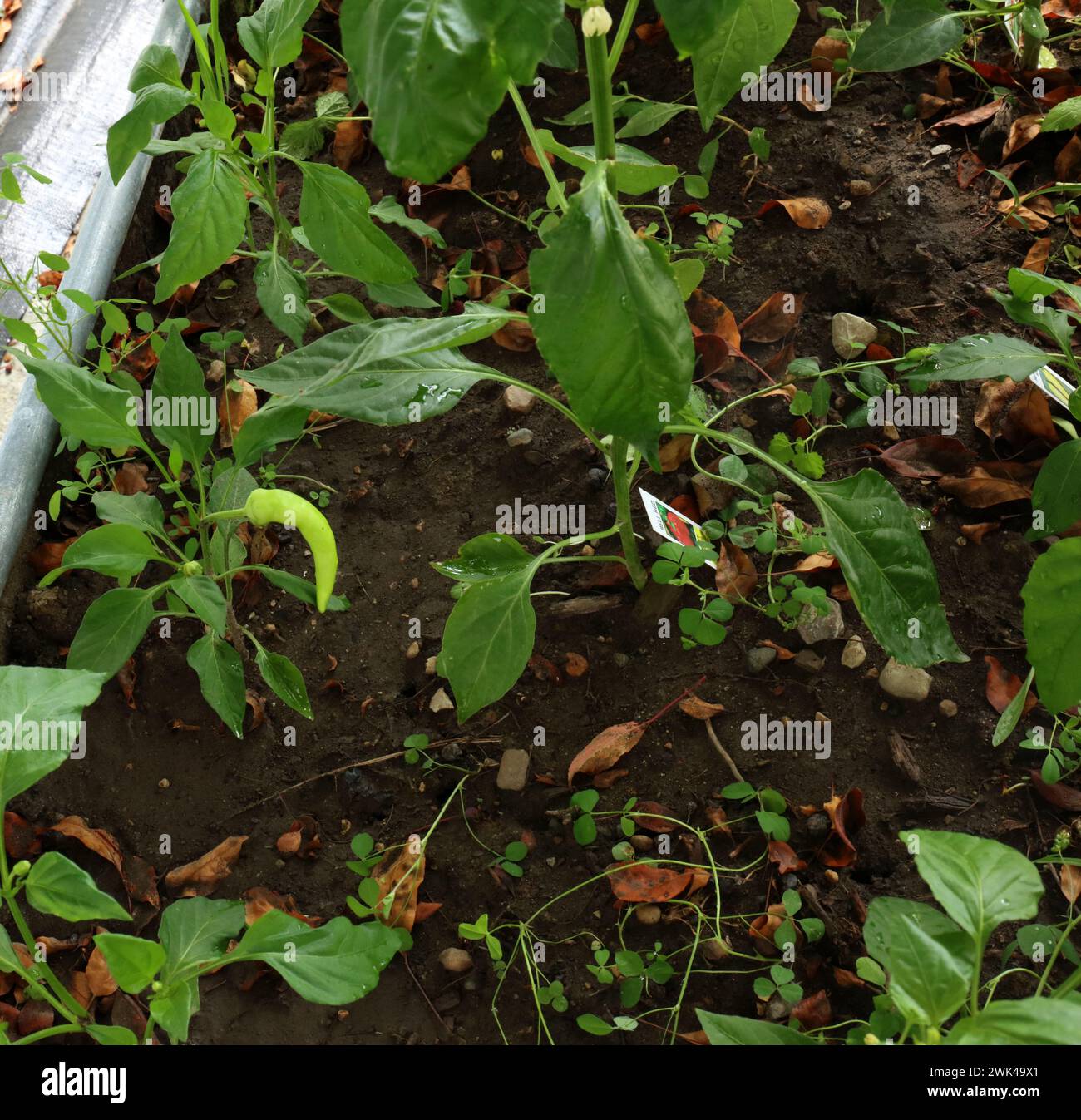 Ein kleiner heißer Bananenpfeffer, der im Sommer in Trevor, Wisconsin, USA, in einem kleinen Garten wächst Stockfoto