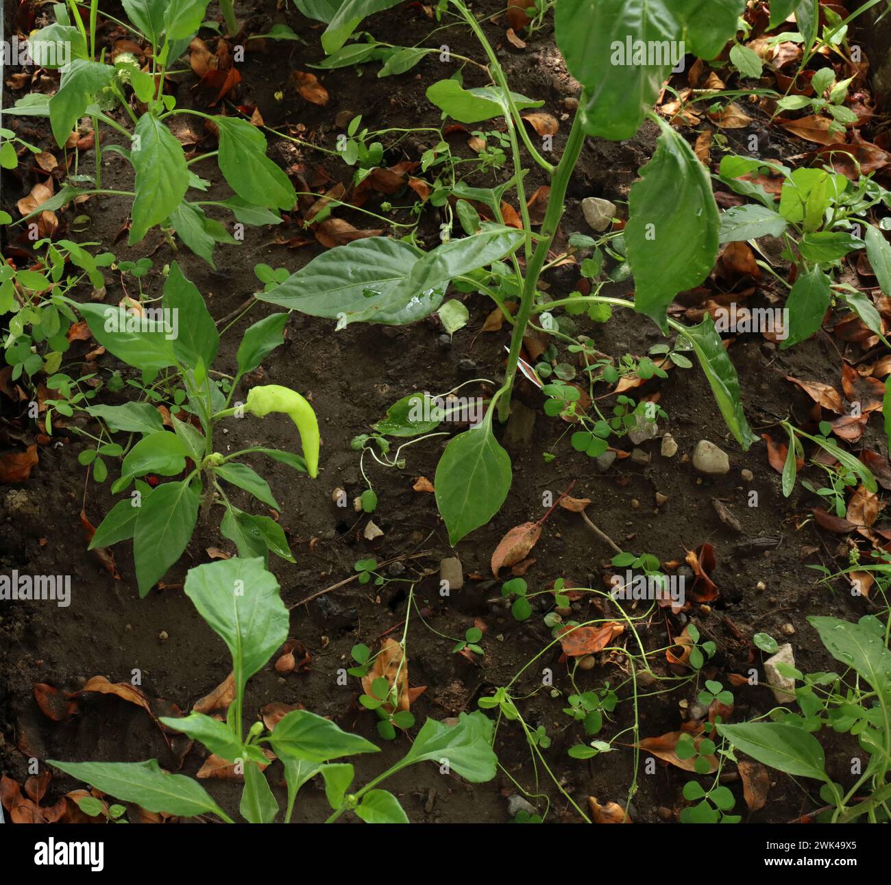 Ein kleiner heißer Bananenpfeffer, der im Sommer in Trevor, Wisconsin, USA, in einem kleinen Garten wächst Stockfoto
