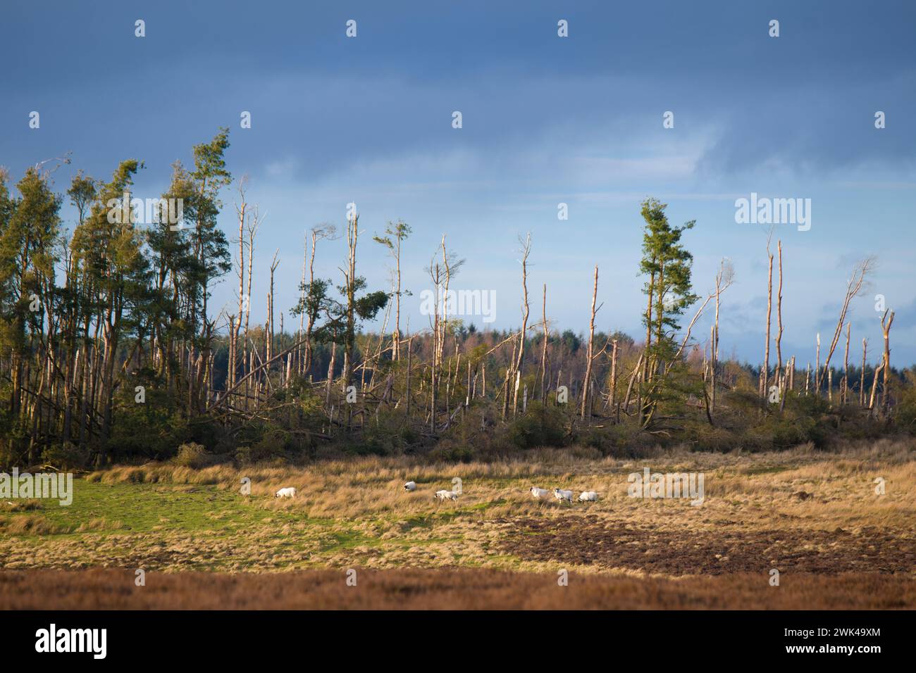 Durch Wind beschädigte Bäume Stockfoto