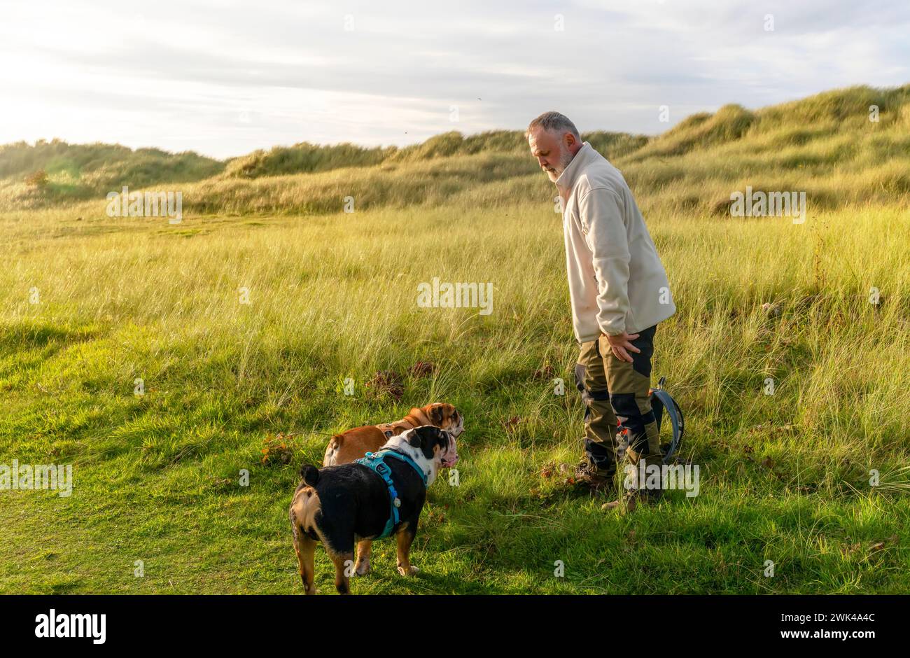 Ein alter Mann, der mit seinen englischen Bulldoggen im Park läuft. Glückliche Zeit und Reise mit Freunden, Hunden, Familie. Freizeit im Ruhestand Stockfoto