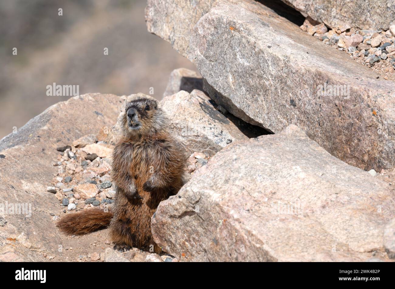 Ein Marmot-Wachdienst auf dem Beartooth Highway in der Nähe der Red Lodge, Montana. Stockfoto