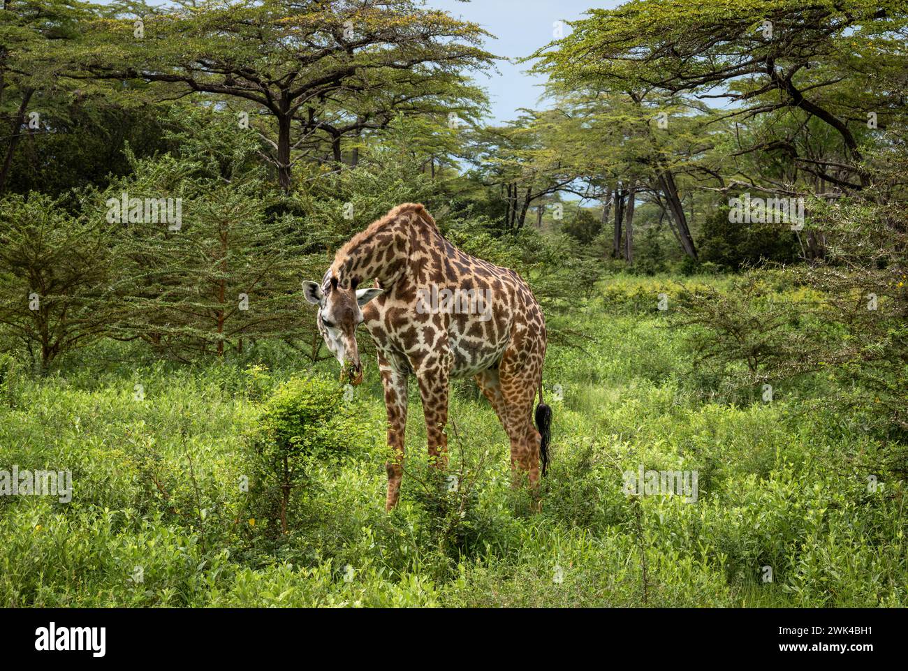 Eine weibliche Masai-Giraffe isst Blätter eines kleinen Akazienbusches im Nyerere-Nationalpark (Selous Game Reserve) im Süden Tansanias. Die Masai-Giraffe ist es Stockfoto