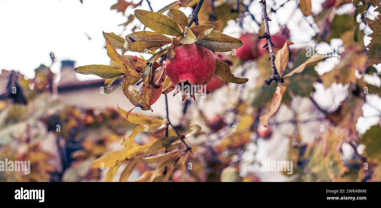 Granatapfelfrüchte hängen an einem Baum im Garten. Erntekonzept. Herbstlicht am Morgen. Weicher selektiver Fokus. Hochwertige Bilder für WAL Stockfoto