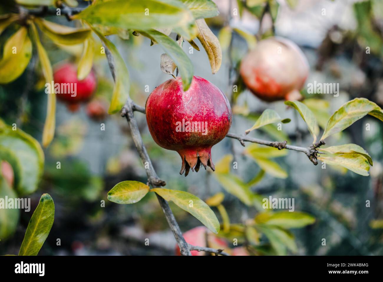 Granatapfelfrüchte hängen an einem Baum im Garten. Erntekonzept. Herbstlicht am Morgen. Weicher selektiver Fokus. Hochwertige Bilder für WAL Stockfoto