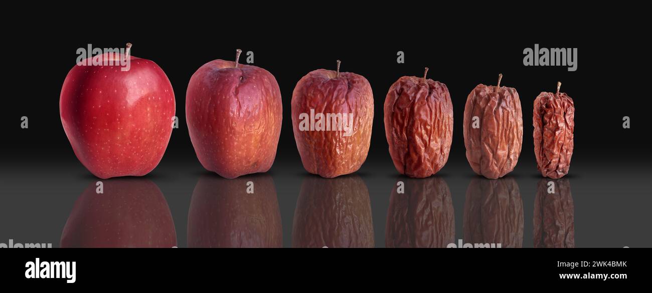 Lebenszyklusbiologie und Alterungsprozess als neuer frischer, reifer roter Apfel, der sich zersetzt und alt und faltig wird als biologische Reifung. Stockfoto