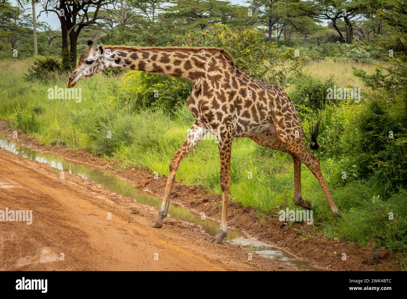 Eine weibliche Masai-Giraffe überquert eine Straße im Nyerere-Nationalpark (Selous Game Reserve) im Süden Tansanias. Die Masai-Giraffe ist als gefährdet aufgeführt Stockfoto