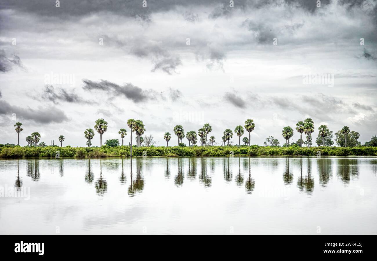 Riesige Borassus-Palmen spiegeln sich an einem bewölkten Tag im Nyerere-Nationalpark (Selous Game Reserve) in Tansania in einem See. Stockfoto