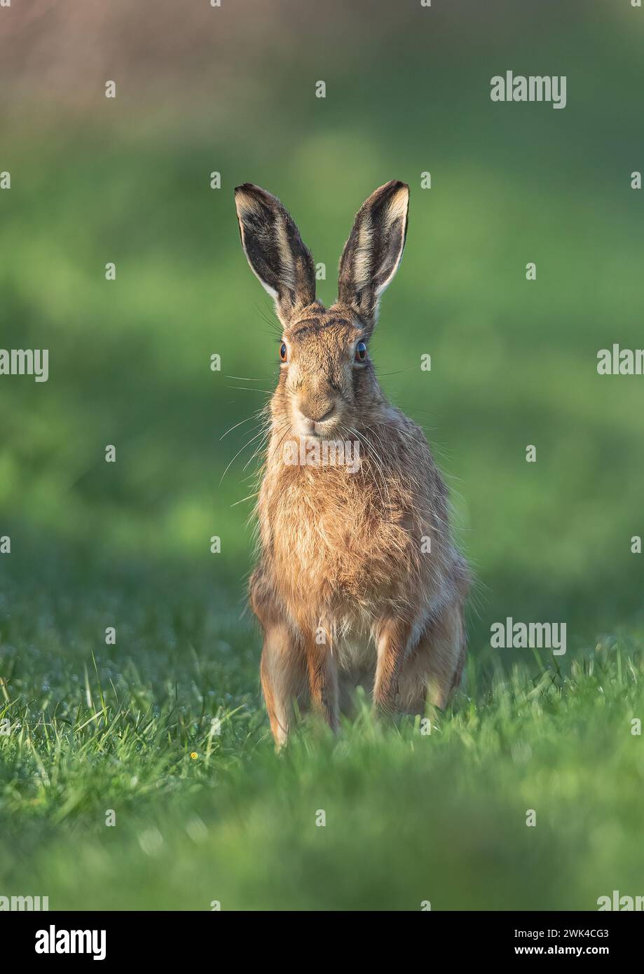 Eine Detailaufnahme eines Braunen Hasen (Lepus europaeus) mit großen Ohren, der direkt auf die Kamera blickt, die auf einem Grasrand sitzt. Suffolk, Großbritannien. Stockfoto