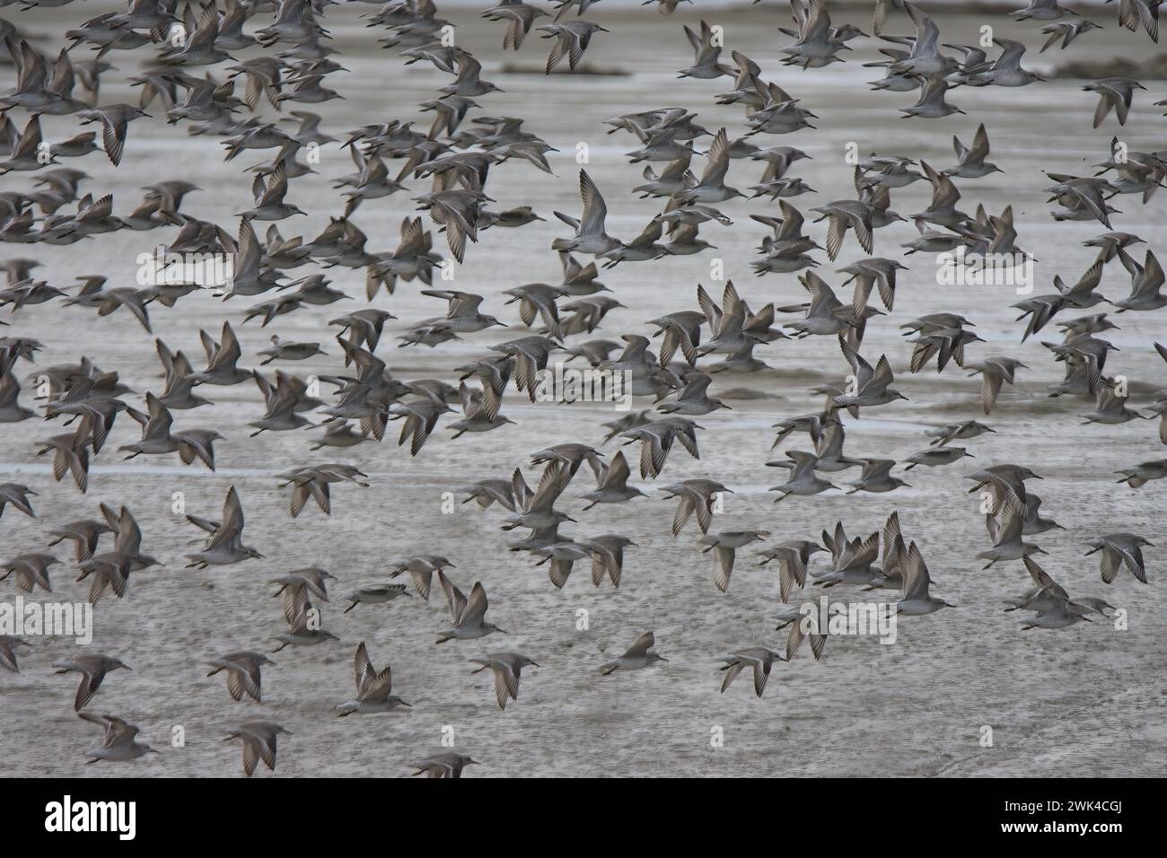 Red Knots (Calidris canutus) im Flug über Two-Tree Island, Leigh-on-Sea, Essex Stockfoto