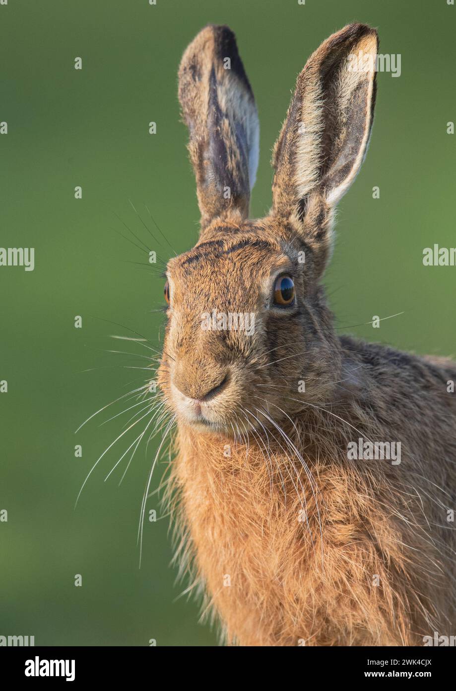 Ein klares Nahporträt eines sanften braunen Hasenkopfes (Lepus europaeus) zeigt Details des Fells, orangefarbene Augen, Schnurrhaare und große Ohren. Suffolk, Großbritannien Stockfoto