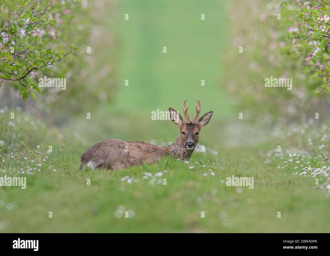 Ein männlicher Reh mit Geweih (Capreolus capreolus), der in den Apfelplantagen einer Suffolk Farm zwischen der rosa Apfelblüte liegt. UK Stockfoto