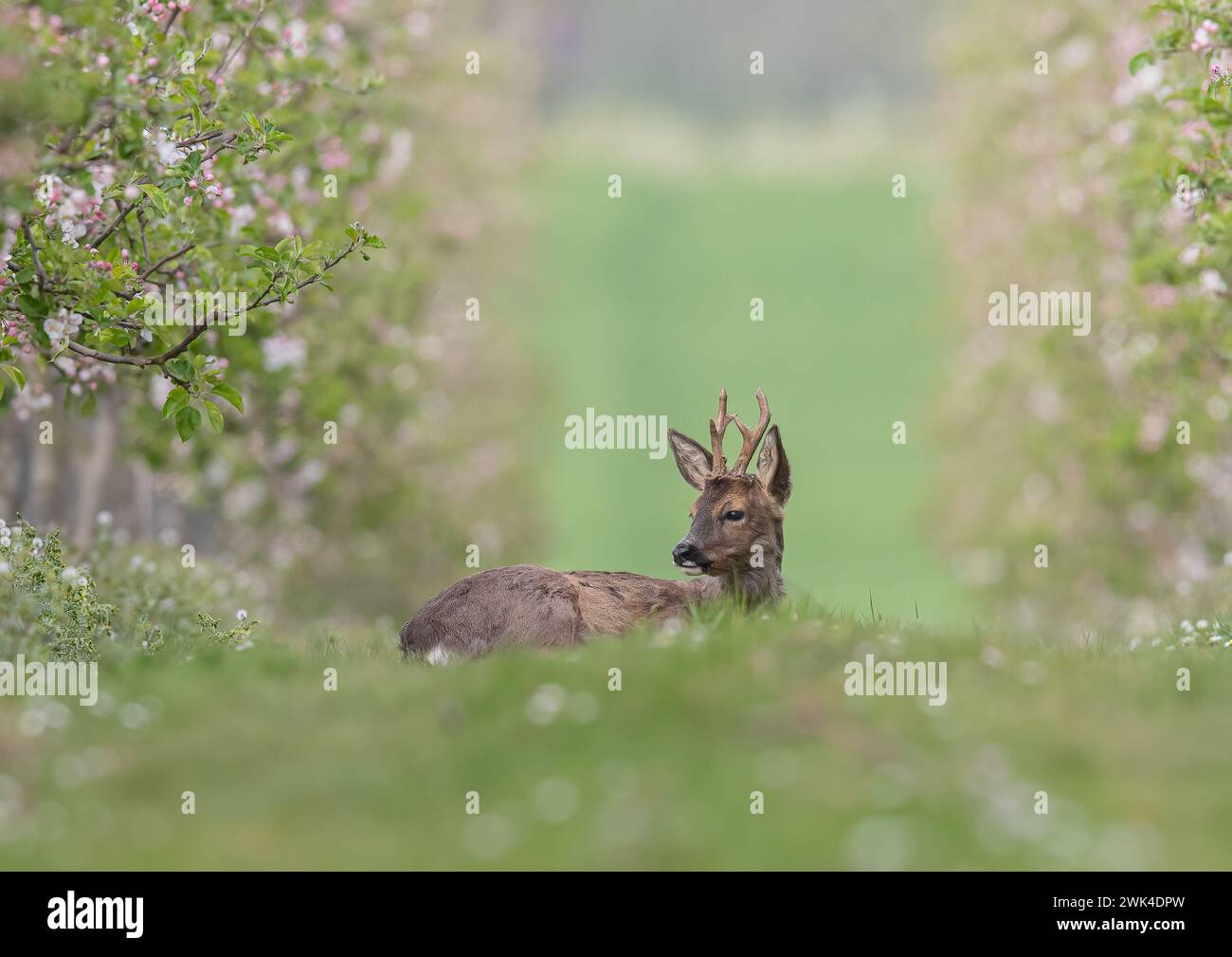 Ein männlicher Reh mit Geweih (Capreolus capreolus), der in den Apfelplantagen einer Suffolk Farm zwischen der rosa Apfelblüte liegt. UK Stockfoto