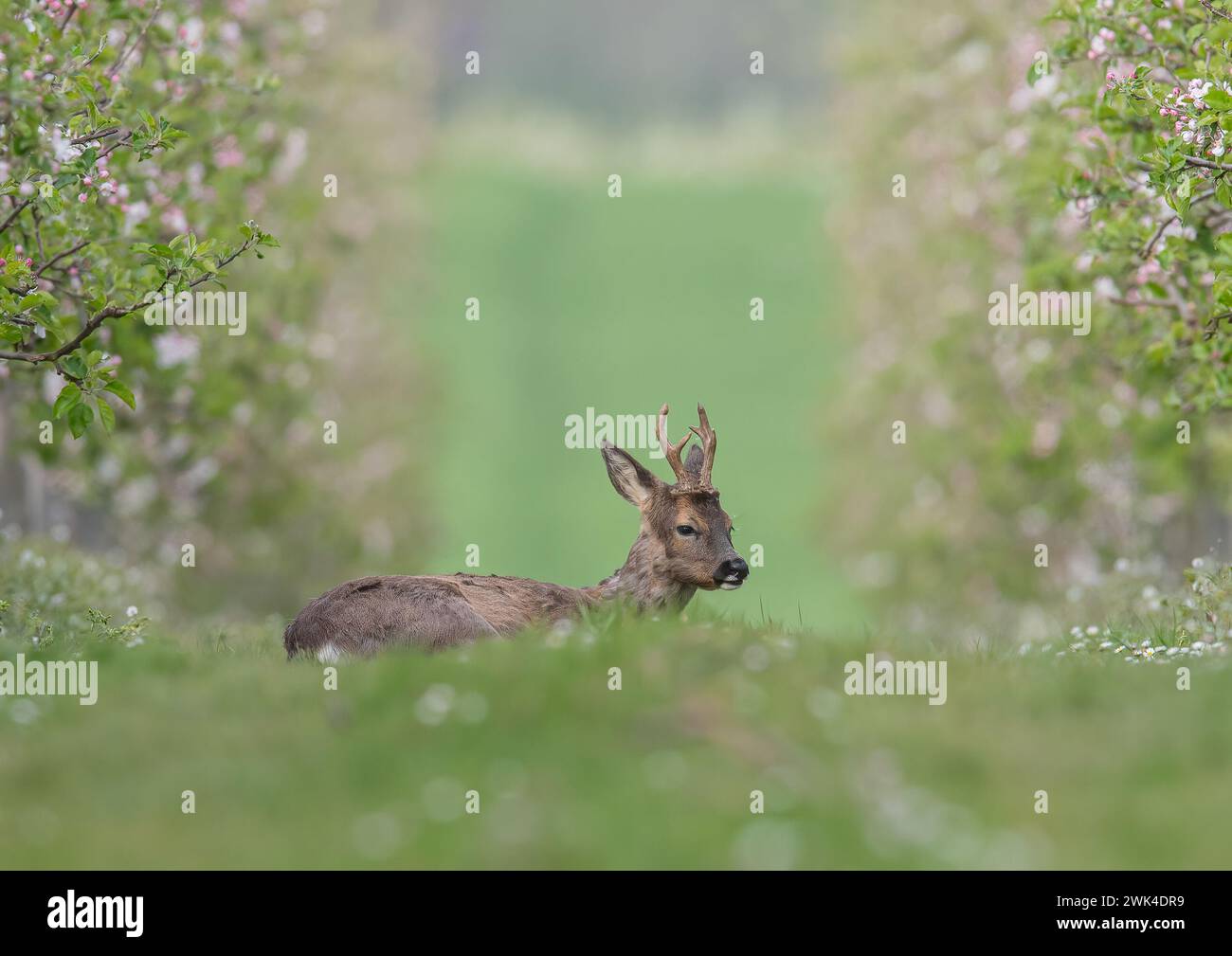 Ein männlicher Reh mit Geweih (Capreolus capreolus), der in den Apfelplantagen einer Suffolk Farm zwischen der rosa Apfelblüte liegt. UK Stockfoto