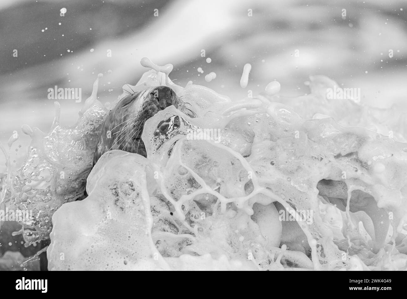 Grey Seal wird von einer Welle gespritzt. Stockfoto