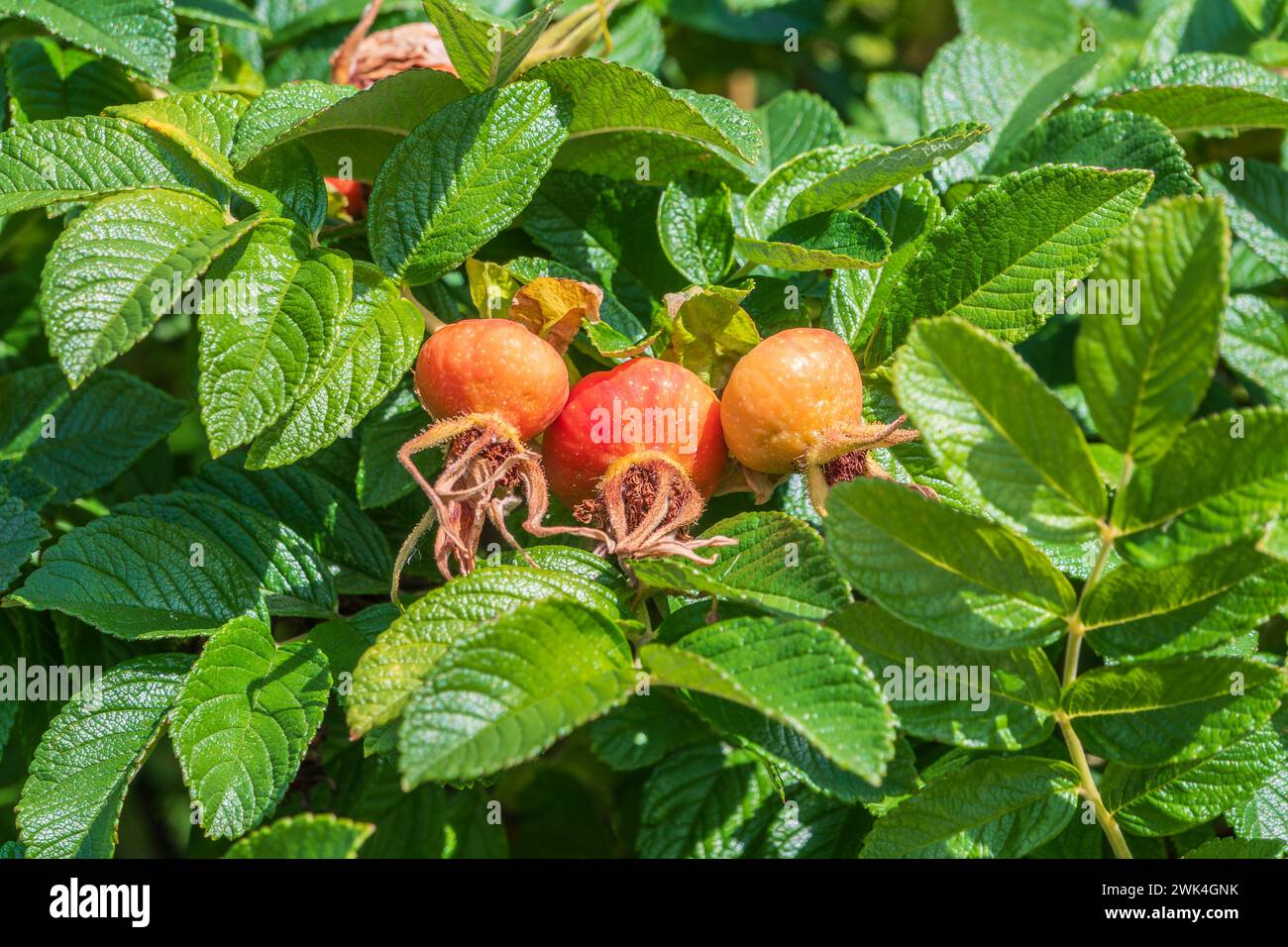 Herbst oder Sommer Natur Hintergrund mit Hagebutten Zweige im Licht der untergehenden Sonne. Die hagebutte oder Hagebutte, auch als Rose haw, ist das Zubehör Obst Stockfoto