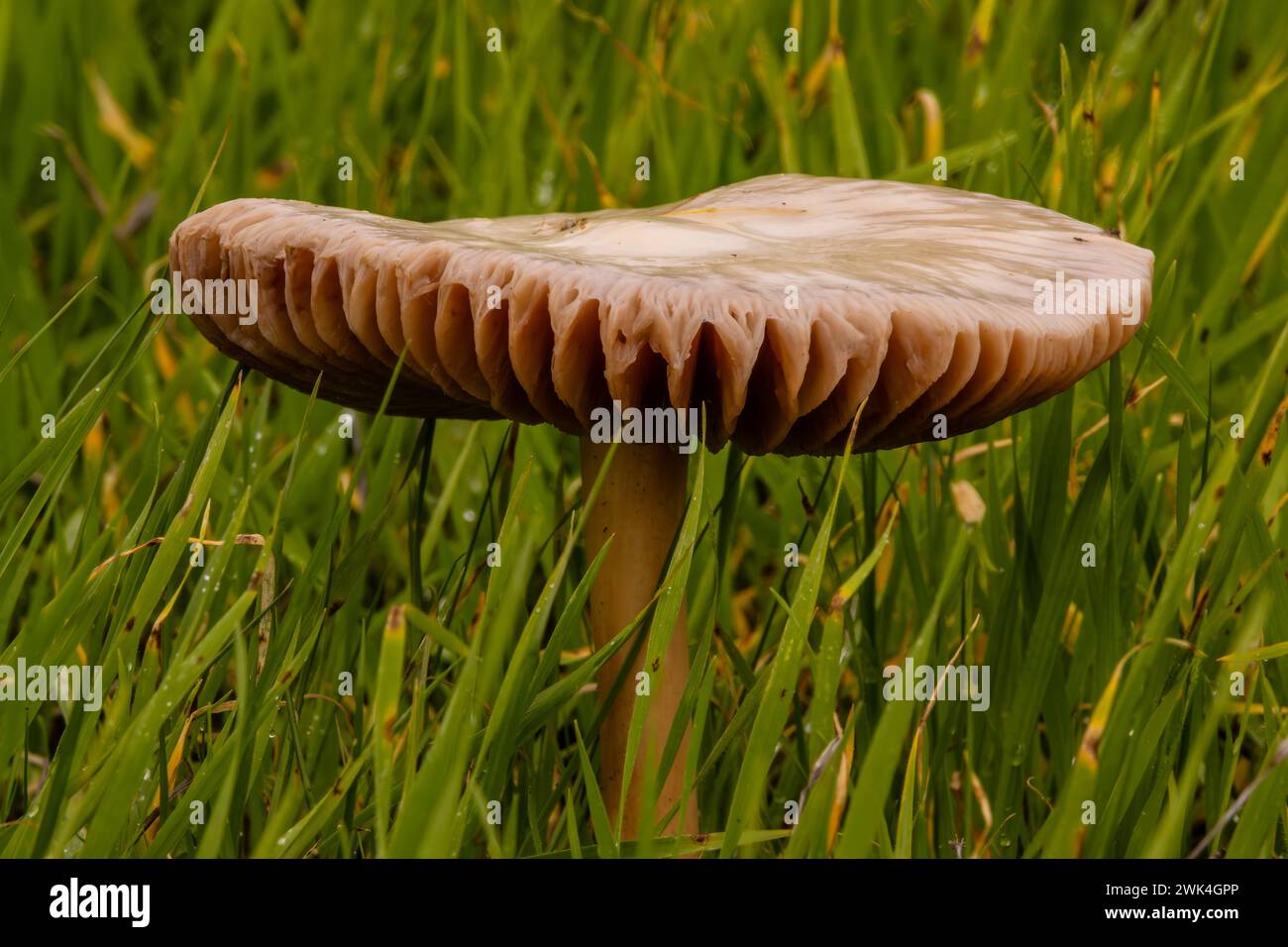 Große braune Pilze 3-4 cm, möglicherweise Pluteus im San Joaquin National Wildlife Refuge in Zentralkalifornien Stanislaus County USA Stockfoto