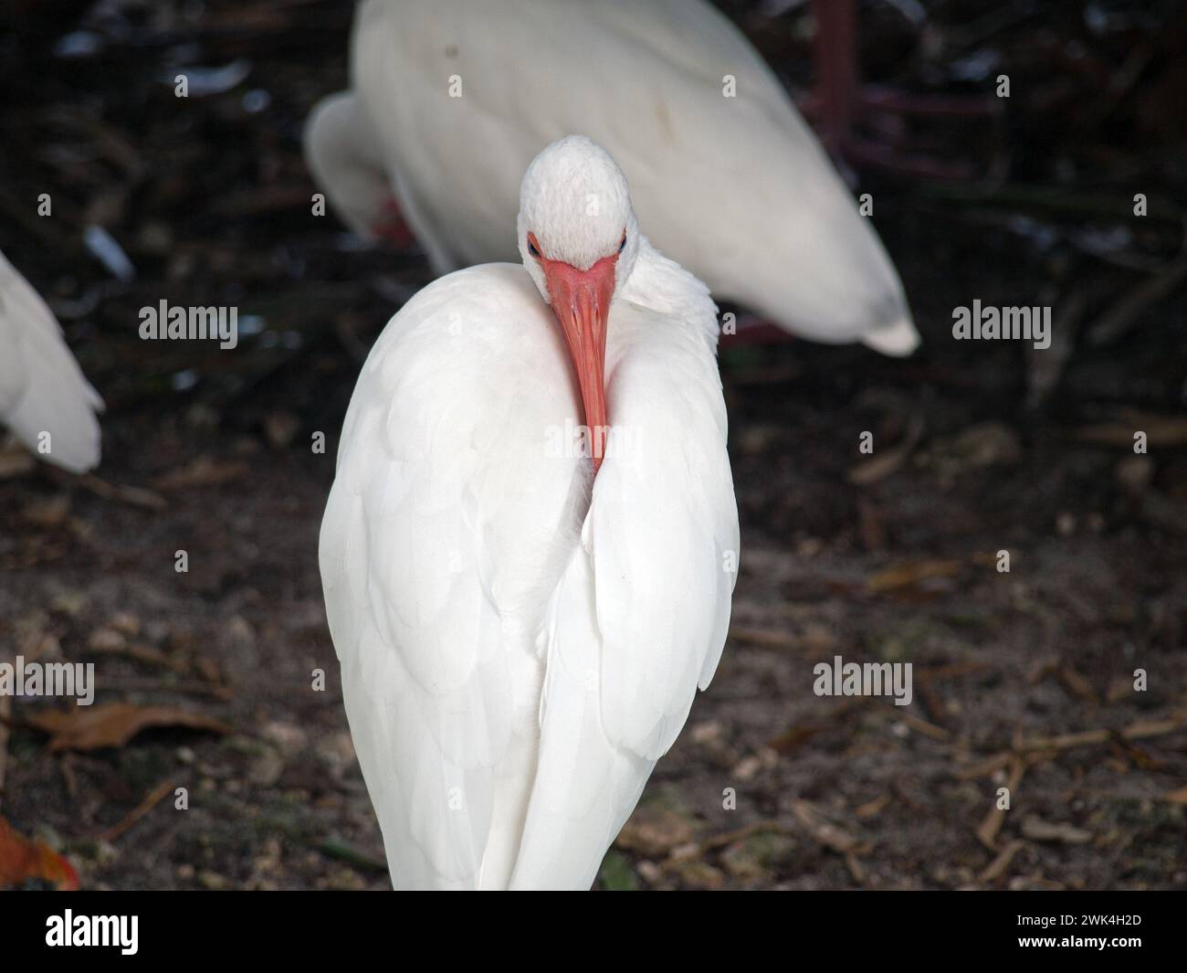 White ibis putzt seine lange Rechnung. Stockfoto