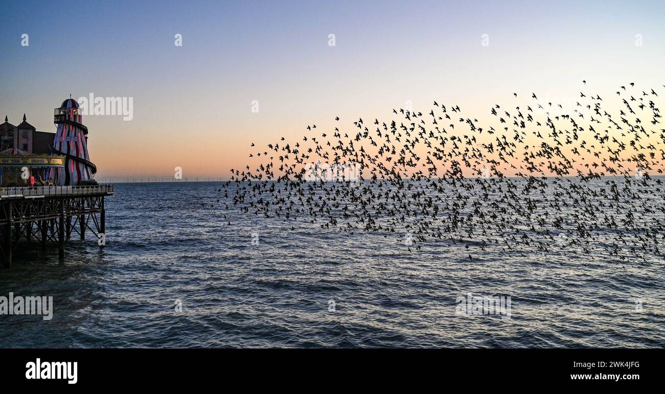 Brighton Großbritannien 18. Februar 2024 - Zuschauer beobachten vom Brighton Palace Pier aus, wie Tausende von Starlingen bei Sonnenuntergang nach einem hellen Tag an der Südküste an ihrem täglichen Murmeln teilnehmen: Credit Simon Dack / Alamy Live News Stockfoto