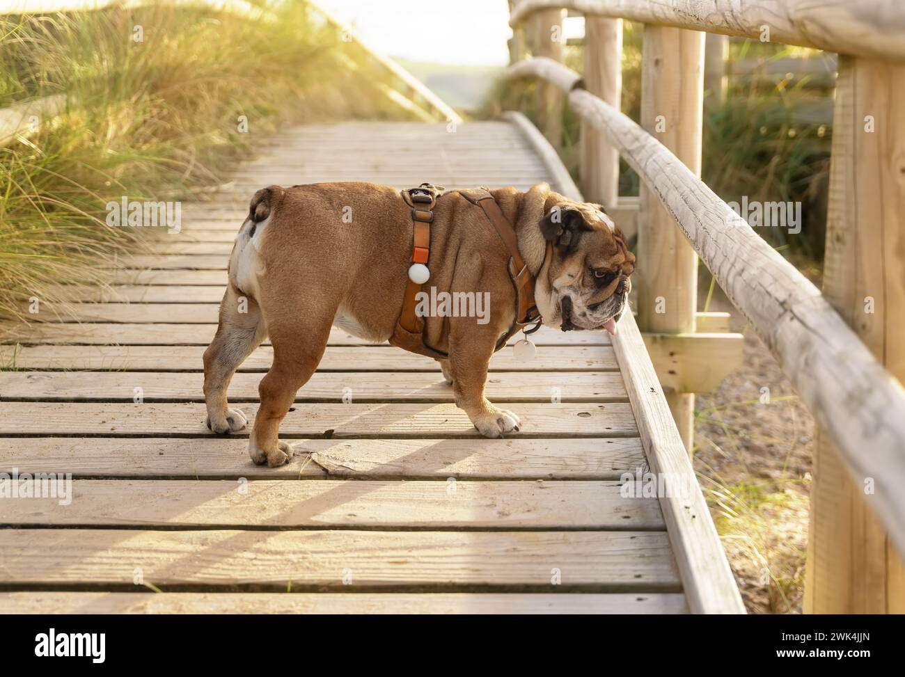 Ein Mann, der mit englischen Bulldoggen spielt, der in Wales am Meer spazieren geht. Hundeausbildung. Happy Time mit Hunden. Stockfoto