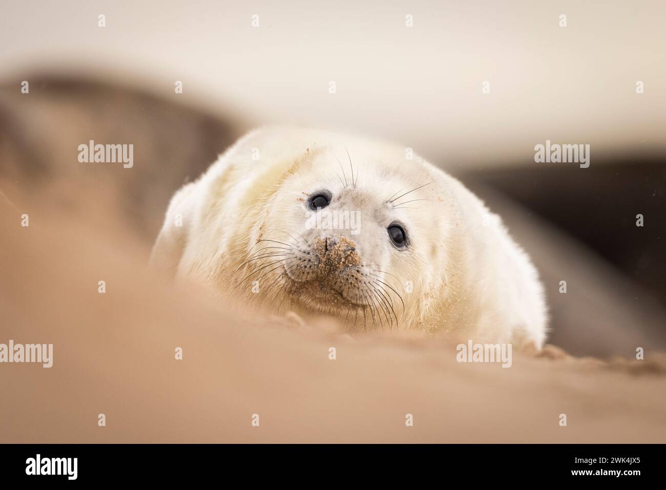 Niedlicher Grausiegel-Welpe an einem Strand in Norfolk, Großbritannien. Stockfoto