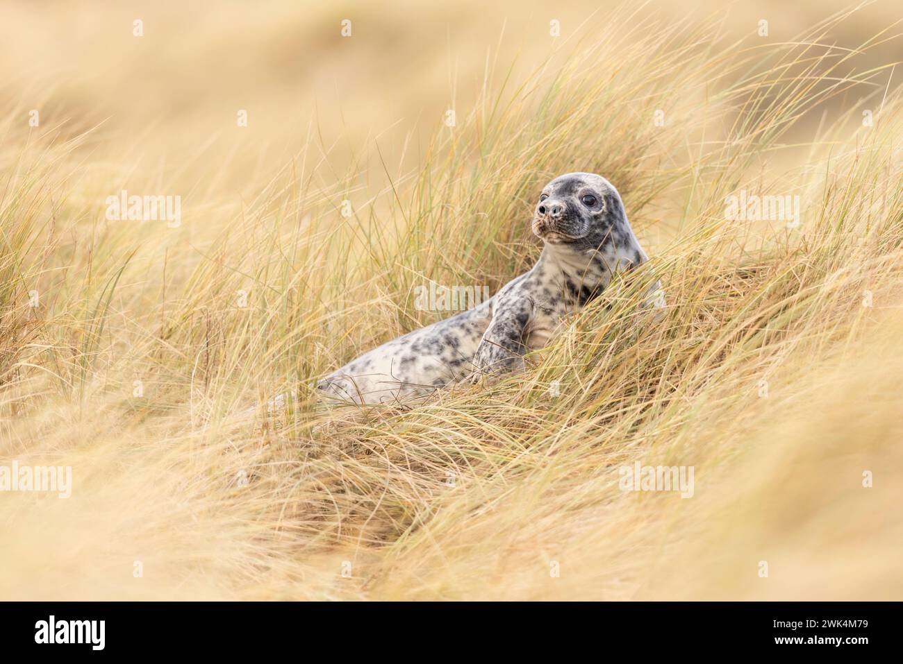 Grausiegel im langen Gras auf einer Sanddüne in Norfolk. Stockfoto