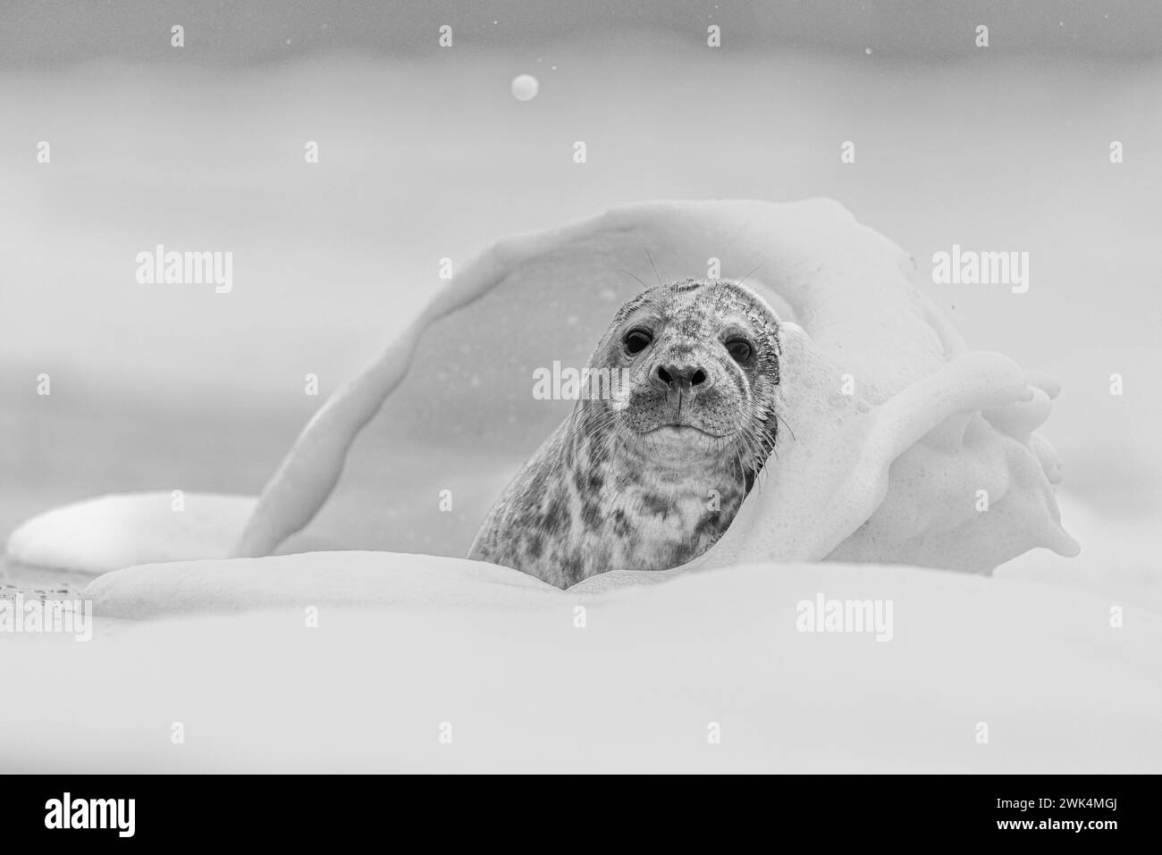 Grey Seal wird von einer Welle gespritzt. Stockfoto