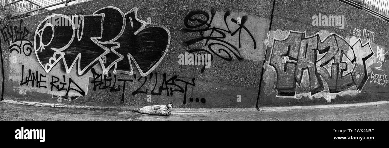 Graues Seal liegt auf einer Slipway mit Grafitti dahinter. Stockfoto