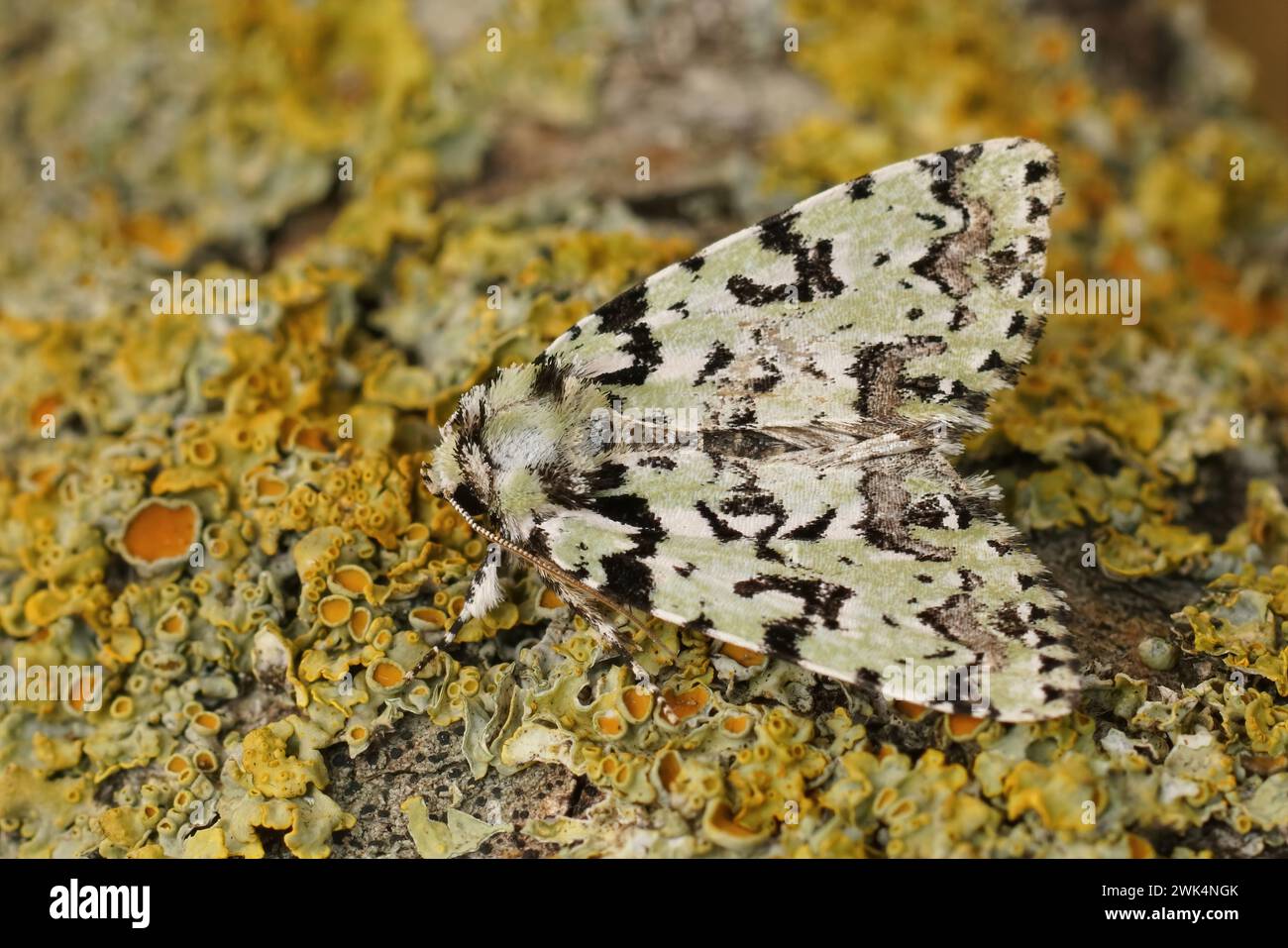 Detaillierte Nahaufnahme der hellgrünen und weißen, seltenen Merveille du jour Moth, Moma alpium, die auf Holz sitzt Stockfoto