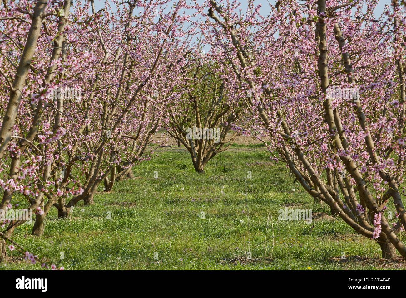 Blühender Pfirsichbaum, Pfirsichblüten. Stockfoto