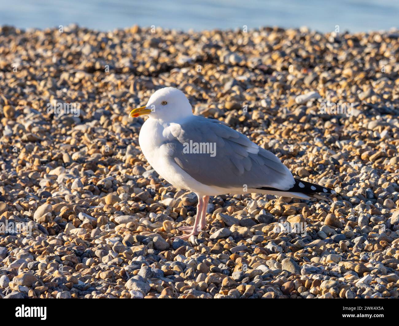 Eine europäische Heringsmöwe, Larus argentatus, manchmal auch Möwe genannt, steht an einem Kieselstrand. Stockfoto