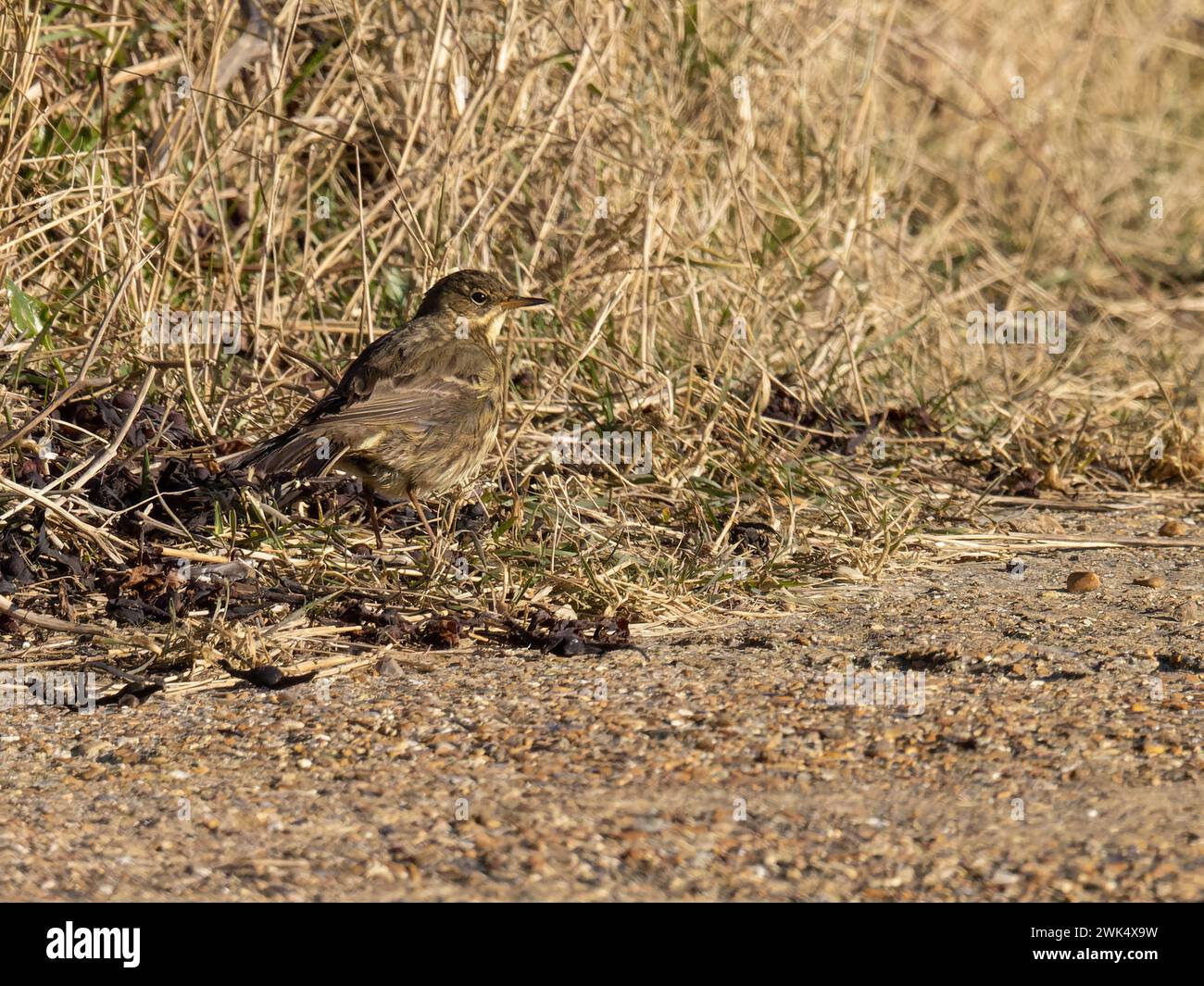 Eine europäische Gesteinspipit, Anthus petrosus oder einfach nur Gesteinspipit. Stockfoto