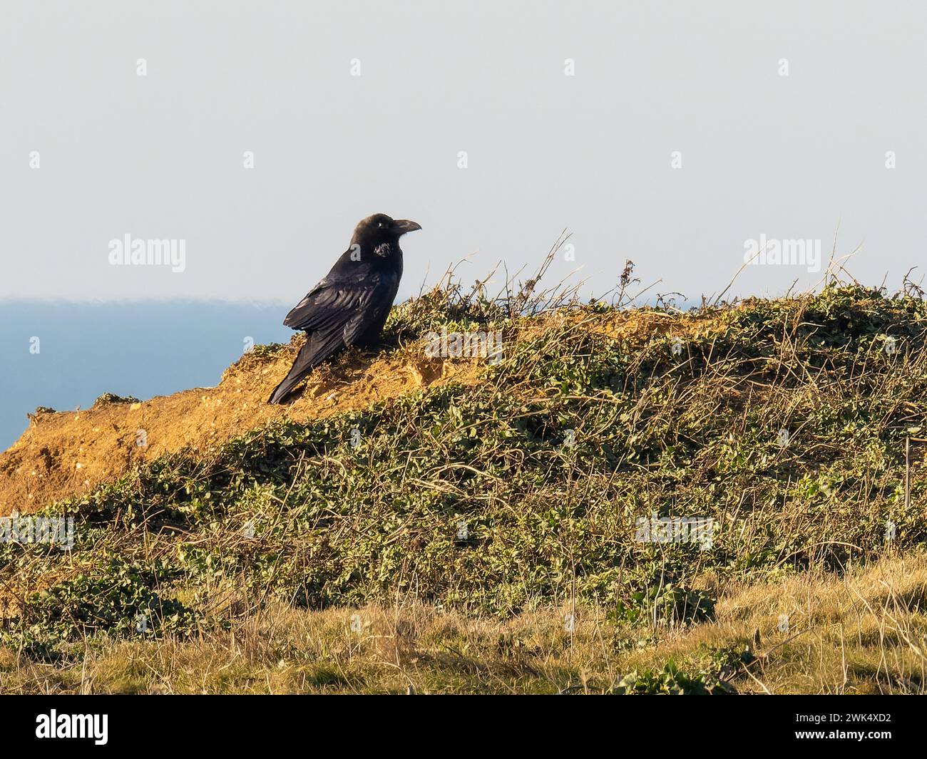 Ein gewöhnlicher Rabe, auch bekannt als Rabe, Corvus Corax, Barsch auf einer Klippe. Stockfoto