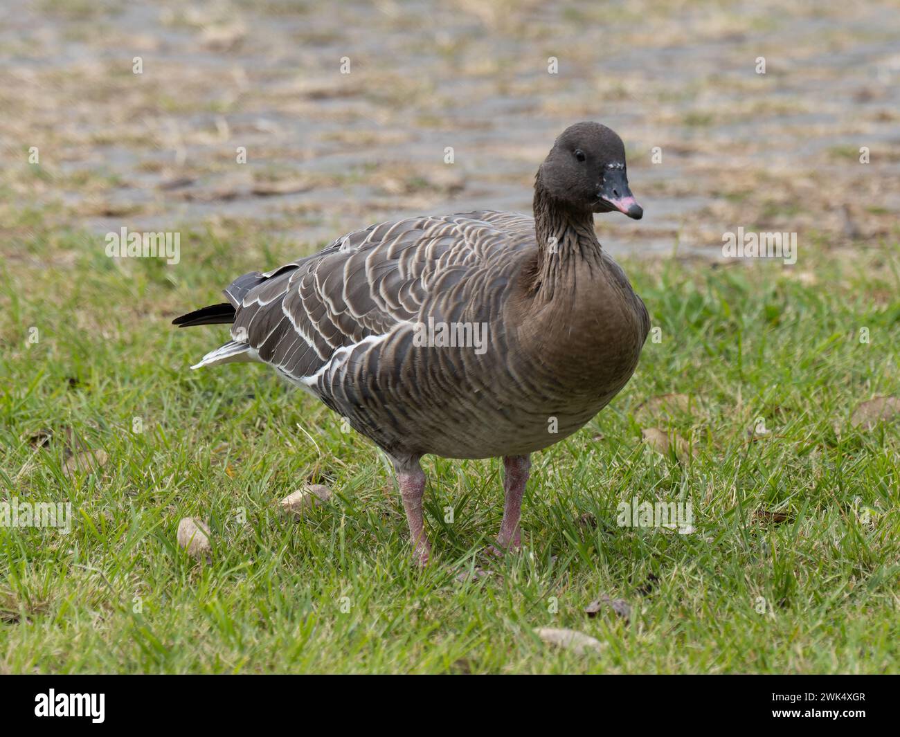 Anser brachyrhynchus, eine Vagrant rosafarbene Gans, fotografiert auf der Insel Madeira. Stockfoto