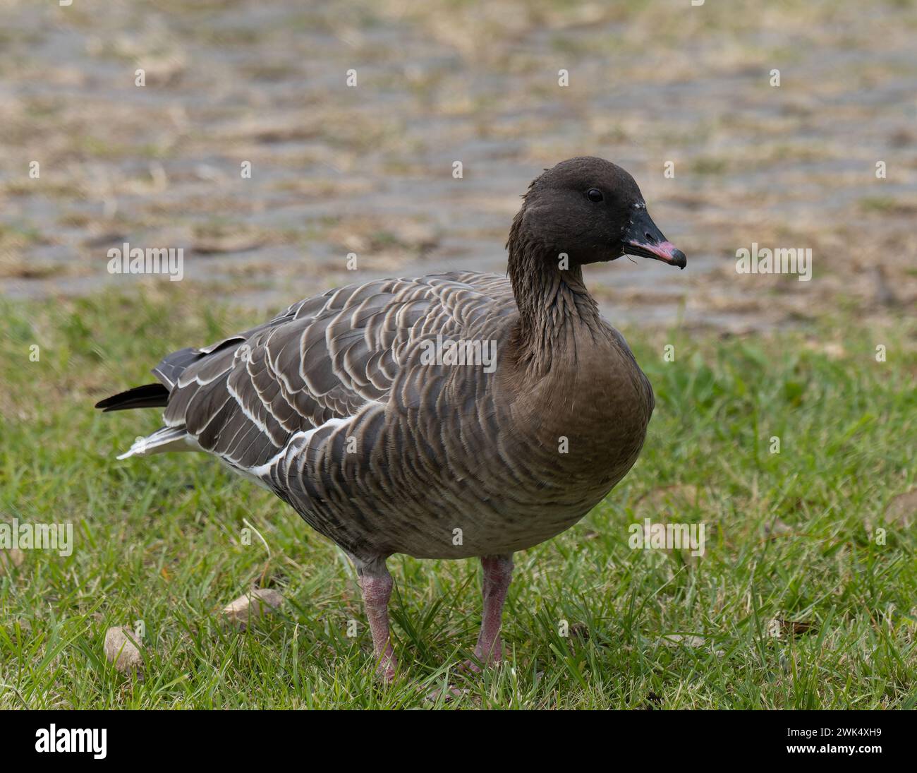Anser brachyrhynchus, eine Vagrant rosafarbene Gans, fotografiert auf der Insel Madeira. Stockfoto