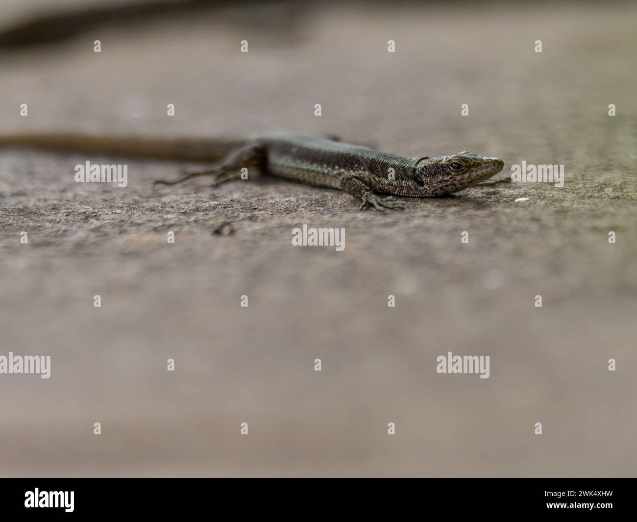 Eine madeirische Mauerechse, Teira dugesii, die sich in der Sonne sonnt. Stockfoto