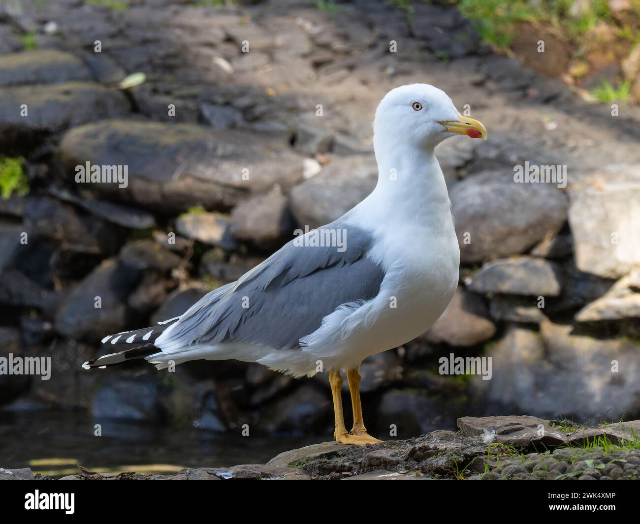 Ein Profilbild einer gelbbeinigen Möwe, Larus michahellis. Stockfoto