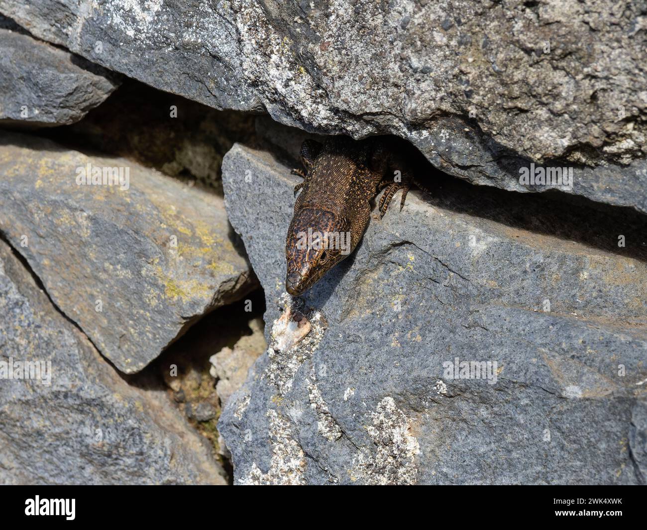Eine madeirische Mauerechse, Teira dugesii, die sich in der Sonne sonnt. Stockfoto