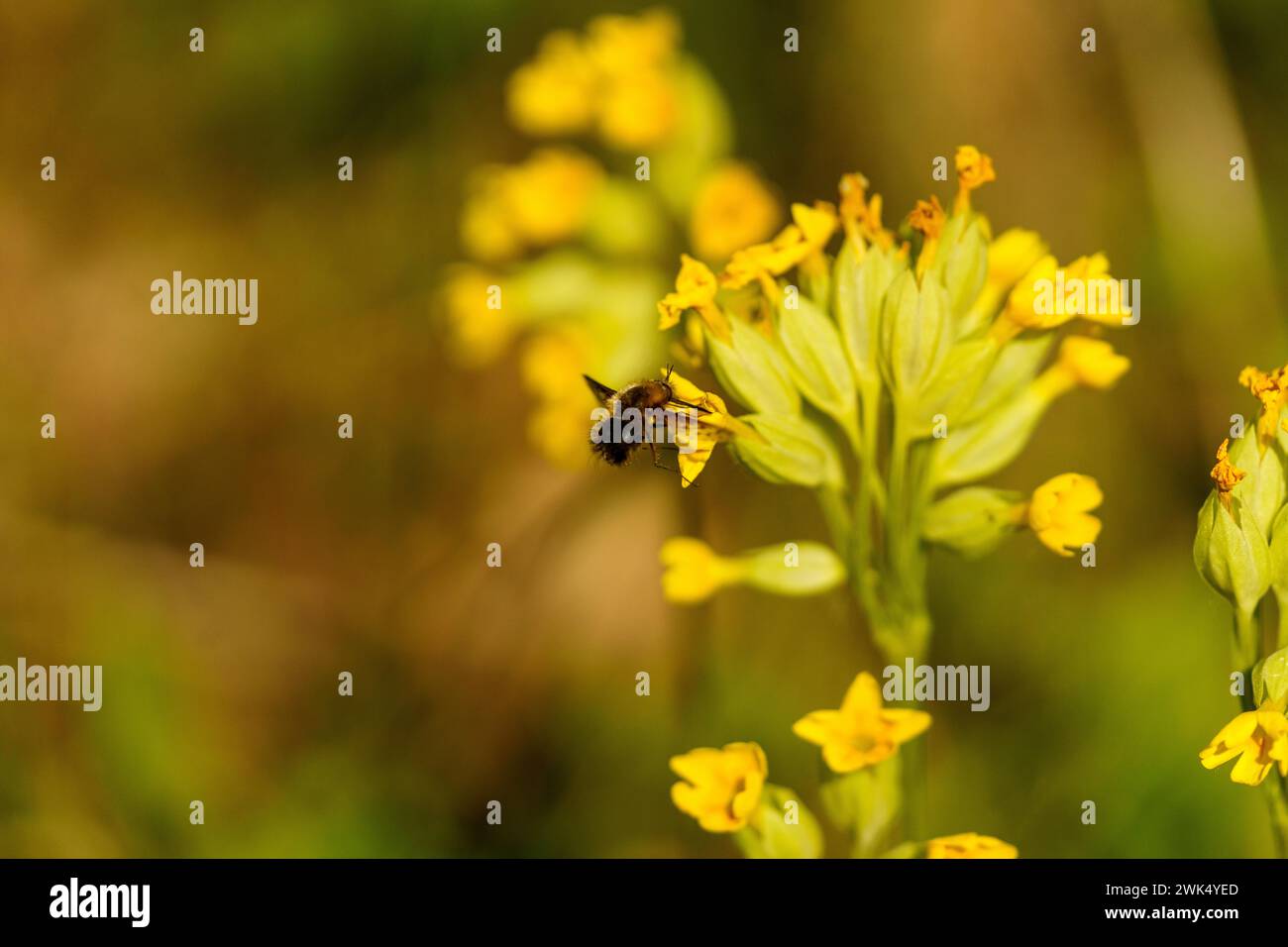 Bombylius discolor Familie Bombyliidae Gattung Bombylius Fliege wilde Natur Insekten Tapete, Bild, Fotografie Stockfoto
