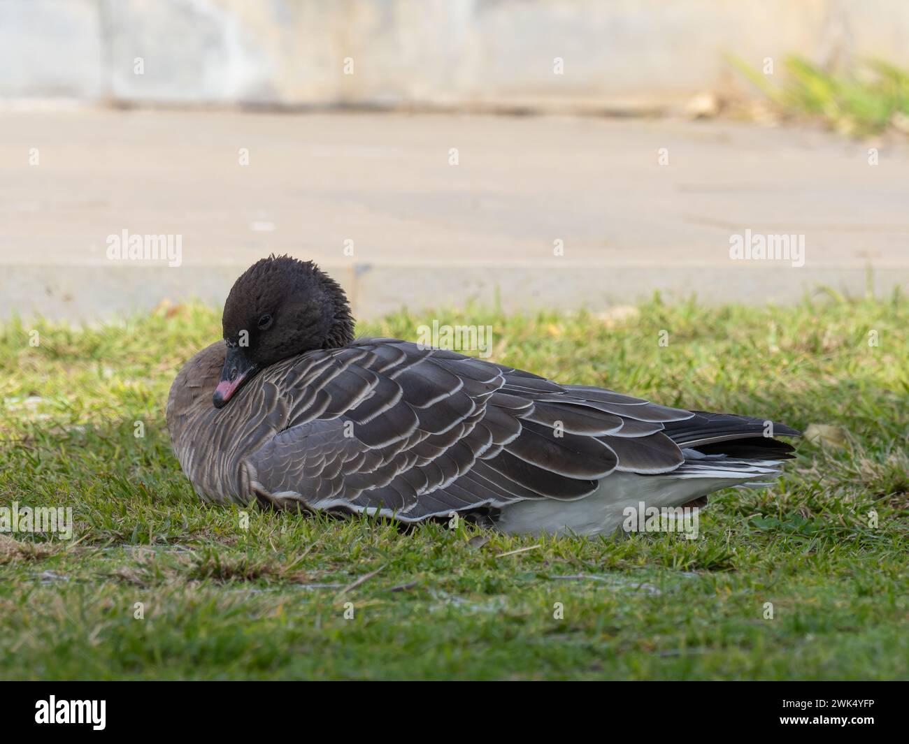 Anser brachyrhynchus, eine Vagrant rosafarbene Gans, fotografiert auf der Insel Madeira. Stockfoto