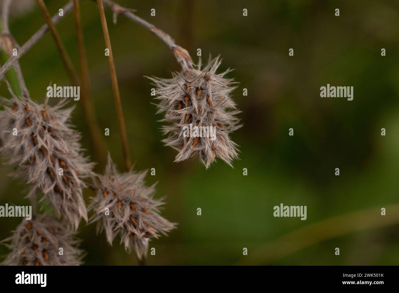 Wilde Herbstblumen - Foto für Wohn- oder Küchendekoration Stockfoto