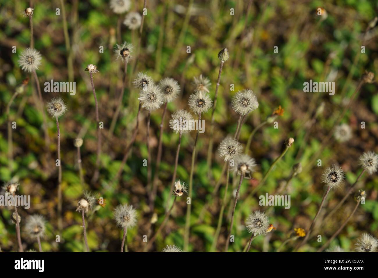 Wilde Herbstblumen - Foto für Wohn- oder Küchendekoration Stockfoto