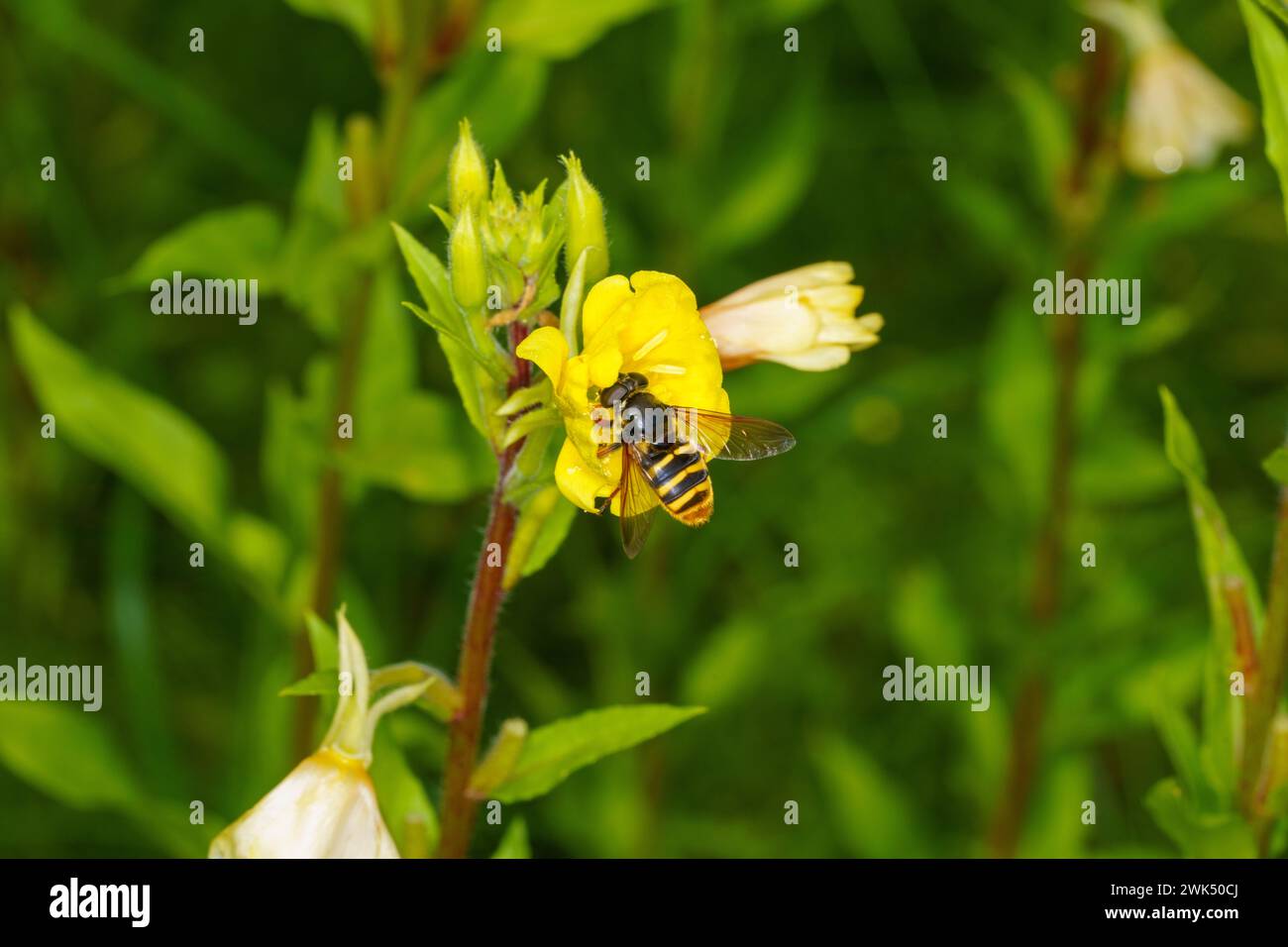 Sericomyia silentis Familie Syrphidae Gattung Sericomyia Gelbtorf Hoverfly wilde Natur Insektentapete, Bild, Fotografie Stockfoto